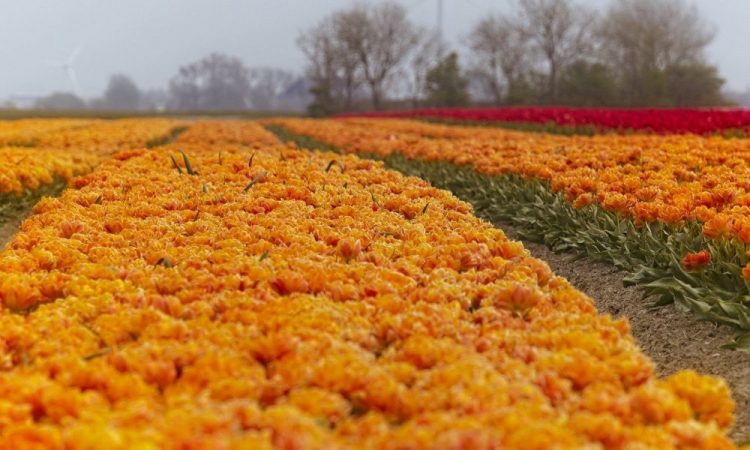 Cardano long-term price analysis: 14 June