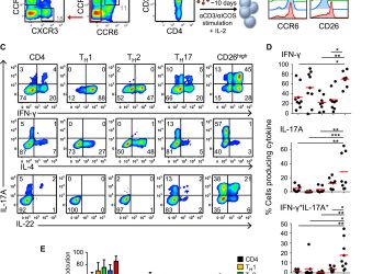 Identification of human CD4+ T cell populations with distinct antitumor activity