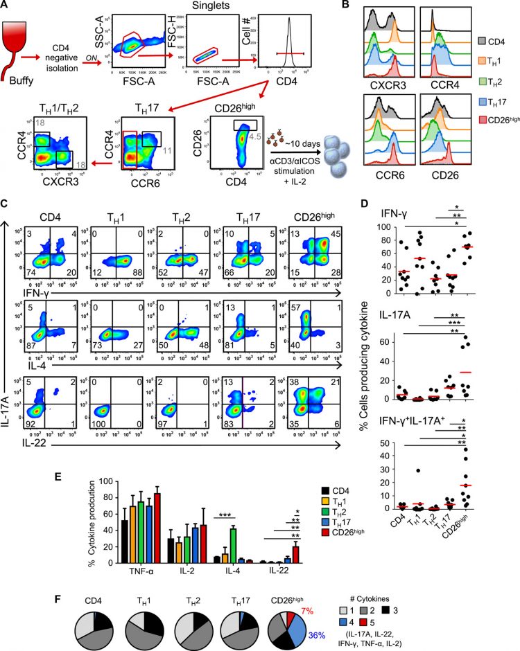 Identification of human CD4+ T cell populations with distinct antitumor activity