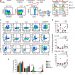 Identification of human CD4+ T cell populations with distinct antitumor activity
