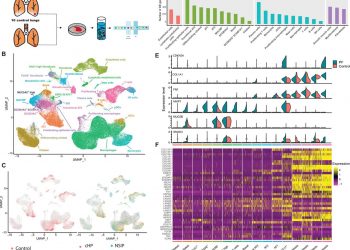Single-cell RNA sequencing reveals profibrotic roles of distinct epithelial and mesenchymal lineages in pulmonary fibrosis