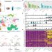 Single-cell RNA sequencing reveals profibrotic roles of distinct epithelial and mesenchymal lineages in pulmonary fibrosis