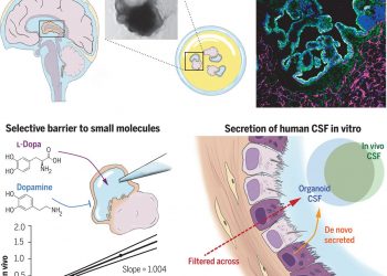 Human CNS barrier-forming organoids with cerebrospinal fluid production – Science Magazine