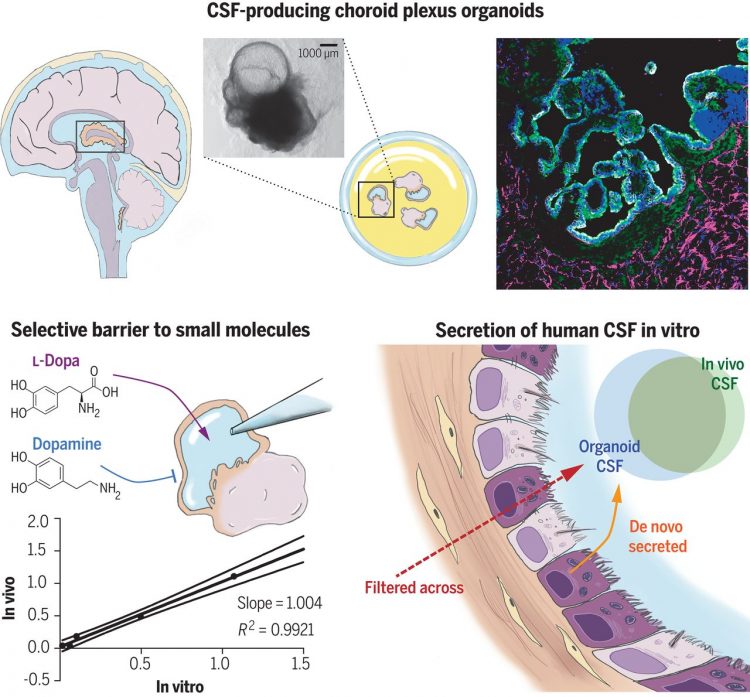 Human CNS barrier-forming organoids with cerebrospinal fluid production – Science Magazine