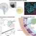 Human CNS barrier-forming organoids with cerebrospinal fluid production – Science Magazine