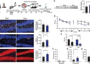 Blood factors transfer beneficial effects of exercise on neurogenesis and cognition to the aged brain – Science Magazine
