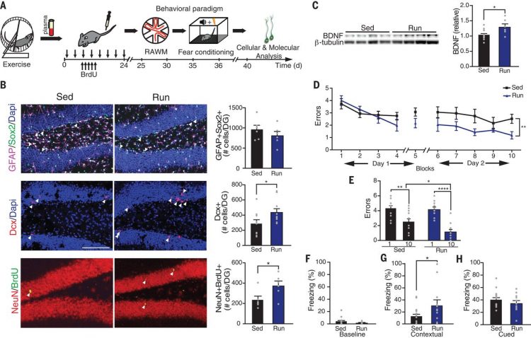 Blood factors transfer beneficial effects of exercise on neurogenesis and cognition to the aged brain – Science Magazine