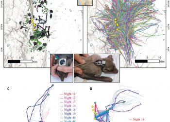 Cognitive map–based navigation in wild bats revealed by a new high-throughput tracking system