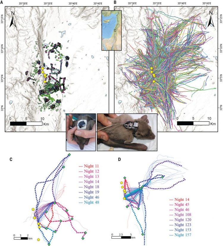 Cognitive map–based navigation in wild bats revealed by a new high-throughput tracking system