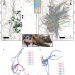 Cognitive map–based navigation in wild bats revealed by a new high-throughput tracking system
