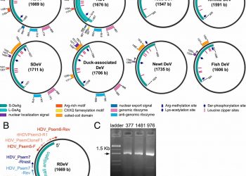 Mammalian deltavirus without hepadnavirus coinfection in the neotropical rodent Proechimys semispinosus