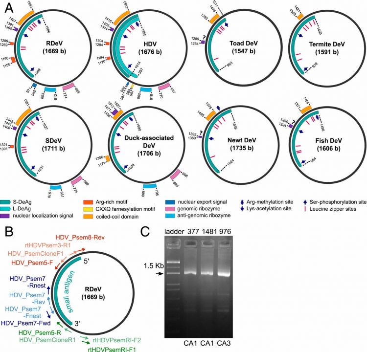 Mammalian deltavirus without hepadnavirus coinfection in the neotropical rodent Proechimys semispinosus