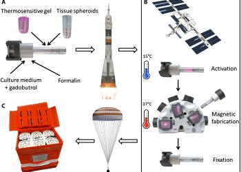 Magnetic levitational bioassembly of 3D tissue construct in space