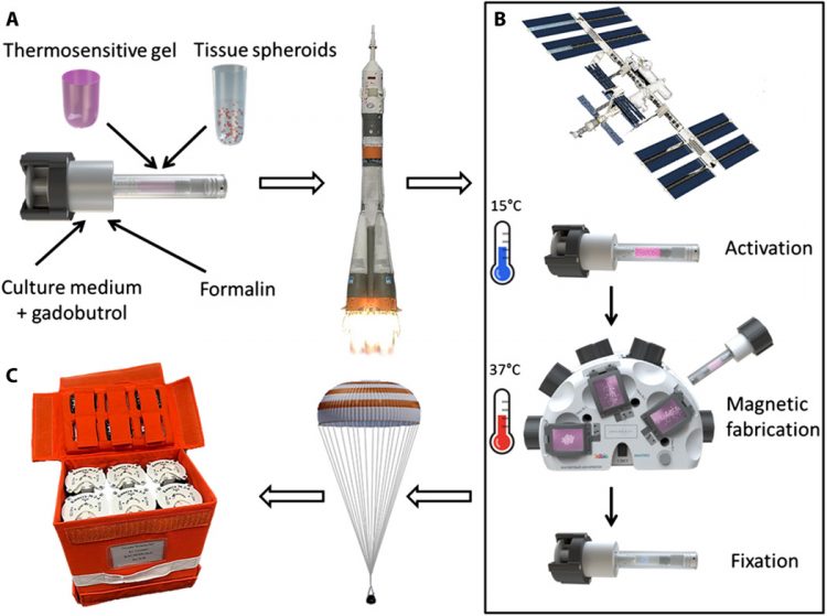 Magnetic levitational bioassembly of 3D tissue construct in space
