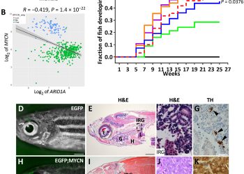 ARID1A loss in neuroblastoma promotes the adrenergic-to-mesenchymal transition by regulating enhancer-mediated gene expression
