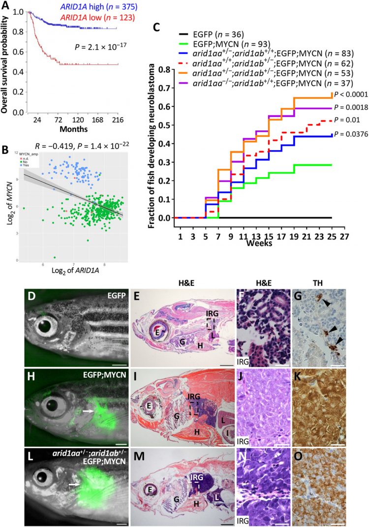 ARID1A loss in neuroblastoma promotes the adrenergic-to-mesenchymal transition by regulating enhancer-mediated gene expression