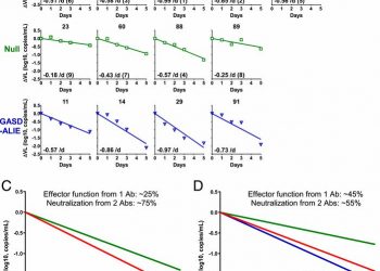 Quantifying the contribution of Fc-mediated effector functions to the antiviral activity of anti–HIV-1 IgG1 antibodies in vivo