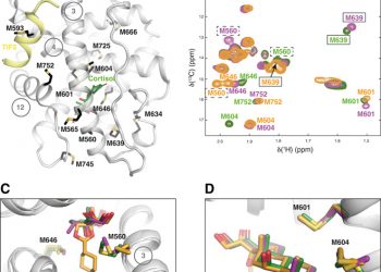 Dynamic allosteric communication pathway directing differential activation of the glucocorticoid receptor