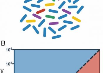 High-throughput discovery of phage receptors using transposon insertion sequencing of bacteria