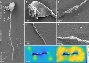 IRONSperm: Sperm-templated soft magnetic microrobots