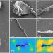 IRONSperm: Sperm-templated soft magnetic microrobots