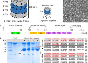 Proteasomal degradation of the intrinsically disordered protein tau at single-residue resolution