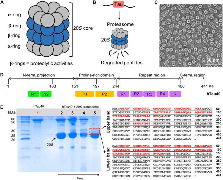Proteasomal degradation of the intrinsically disordered protein tau at single-residue resolution