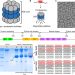 Proteasomal degradation of the intrinsically disordered protein tau at single-residue resolution