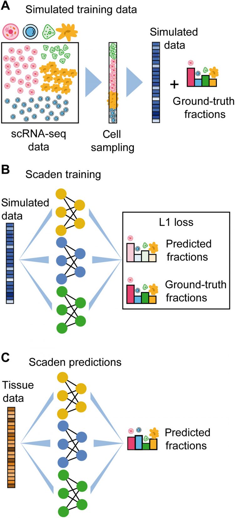 Deep learning–based cell composition analysis from tissue expression profiles