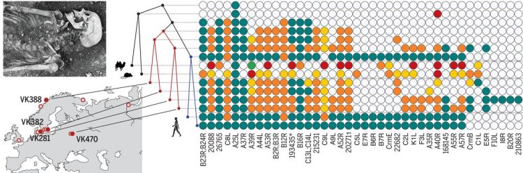 Diverse variola virus (smallpox) strains were widespread in northern Europe in the Viking Age