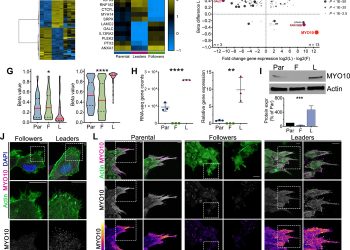 Epigenetically heterogeneous tumor cells direct collective invasion through filopodia-driven fibronectin micropatterning