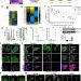 Epigenetically heterogeneous tumor cells direct collective invasion through filopodia-driven fibronectin micropatterning