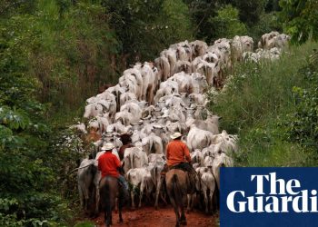 Banks and pension funds among investors bankrolling meat and dairy | Environment