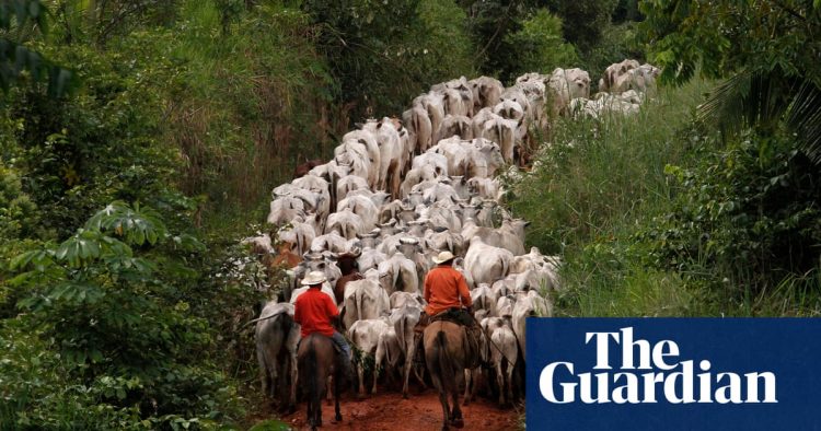 Banks and pension funds among investors bankrolling meat and dairy | Environment