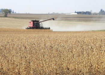 Soybean harvest price of $8.36 predicted | AG