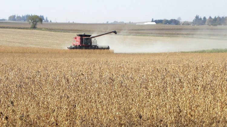 Soybean harvest price of $8.36 predicted | Interests
