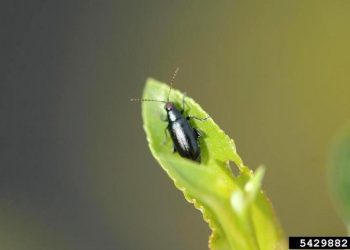 Adult Redheaded Flea Beetle | News