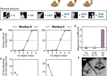Signal dynamics of midbrain dopamine neurons during economic decision-making in monkeys
