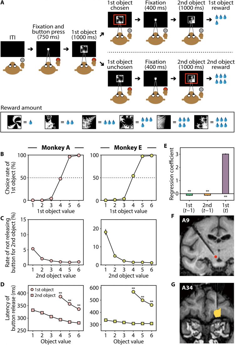 Signal dynamics of midbrain dopamine neurons during economic decision-making in monkeys