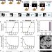 Signal dynamics of midbrain dopamine neurons during economic decision-making in monkeys