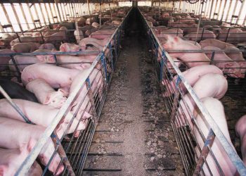 World Bank-funded factory farms dogged by alleged environmental abuses