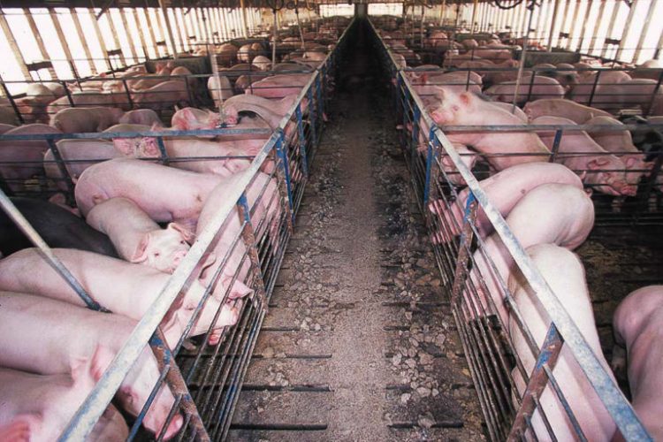 World Bank-funded factory farms dogged by alleged environmental abuses