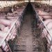World Bank-funded factory farms dogged by alleged environmental abuses
