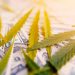 Optimism in cannabis investing exists — even amid a global pandemic