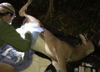 De Blasio to restore funding for deer vasectomies after pressed on how city would curb Island’s deer population