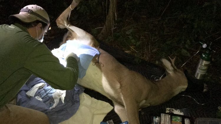 De Blasio to restore funding for deer vasectomies after pressed on how city would curb Island’s deer population