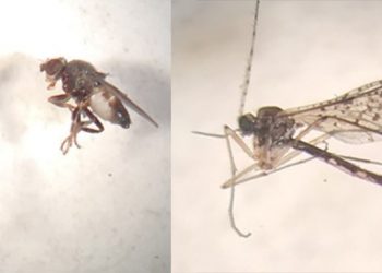 The Entomological Value of Bycatch Examination