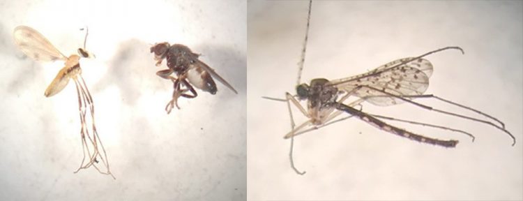 The Entomological Value of Bycatch Examination