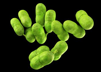 Project to look at 2019 Spanish Listeria outbreak