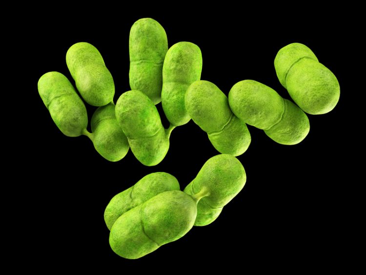 Project to look at 2019 Spanish Listeria outbreak